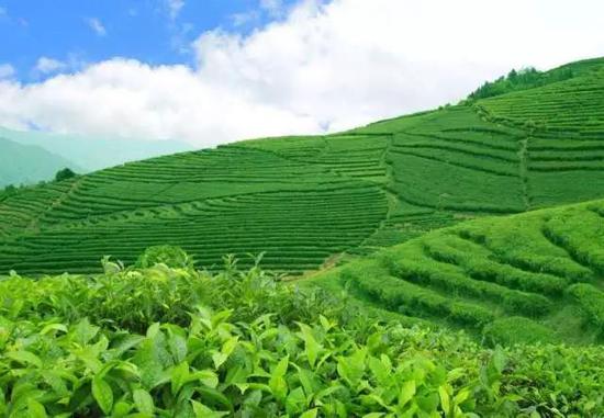 品茶文化—區域特色